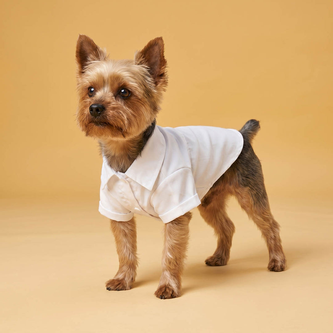 Yorkie stand in a yellow background with a collared neck dog t-shirt