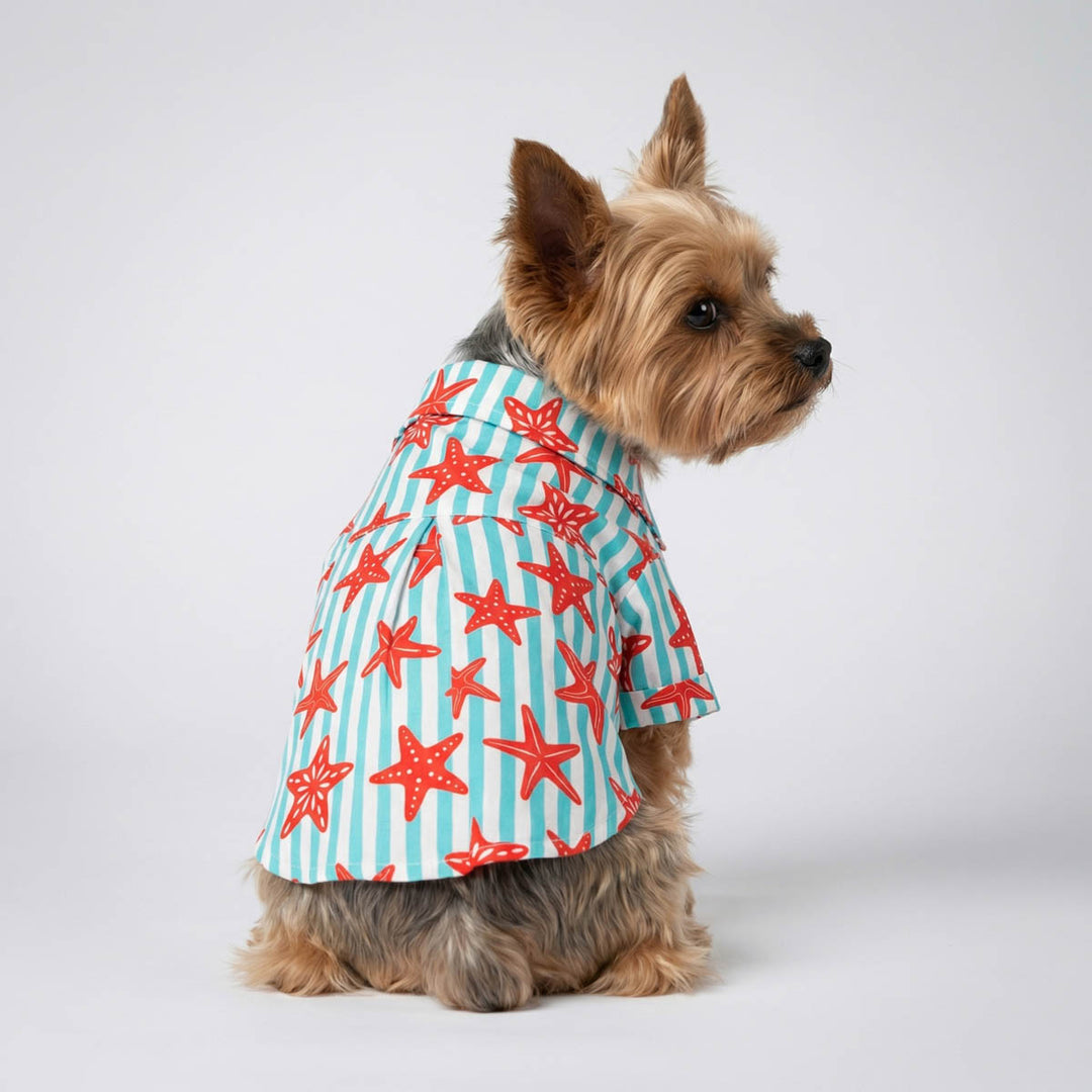 Back view of Yorkie in a blue and white striped starfish dog tshirt