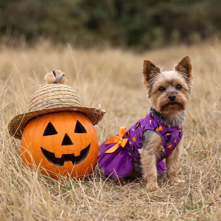 Small Yorkshire Terrier dog wearing a purple Halloween dog tulle dress with orange accents sits in dry grass next to a carved orange pumpkin topped with a straw hat