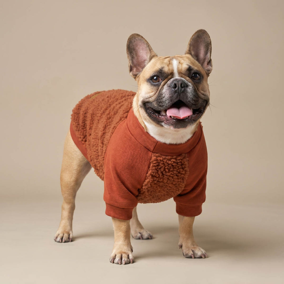 French Bulldog wearing a dog sweatshirt in a beige background