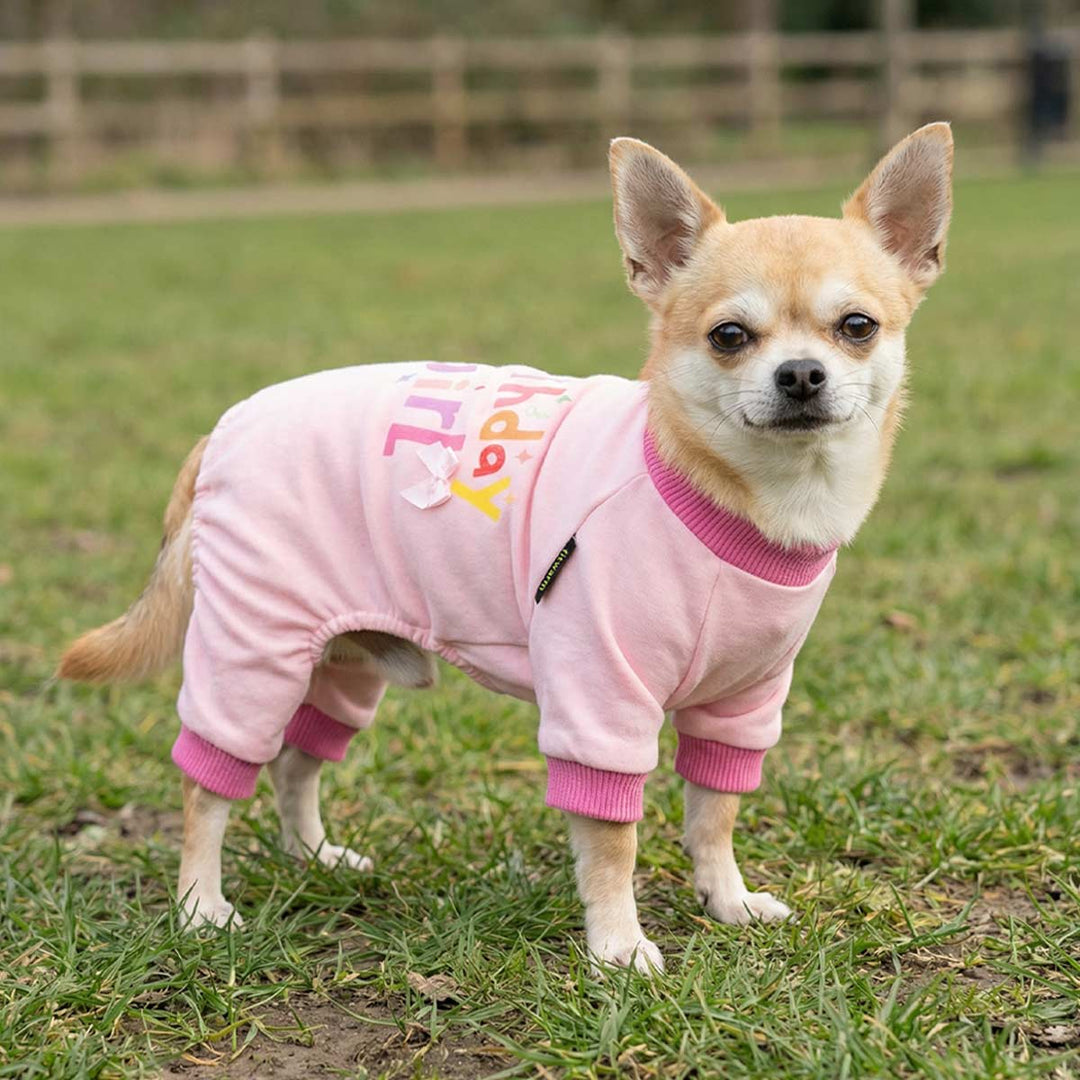 Chihuahua standing on the grass with a pink 'Birthday Girl' dog pajamas