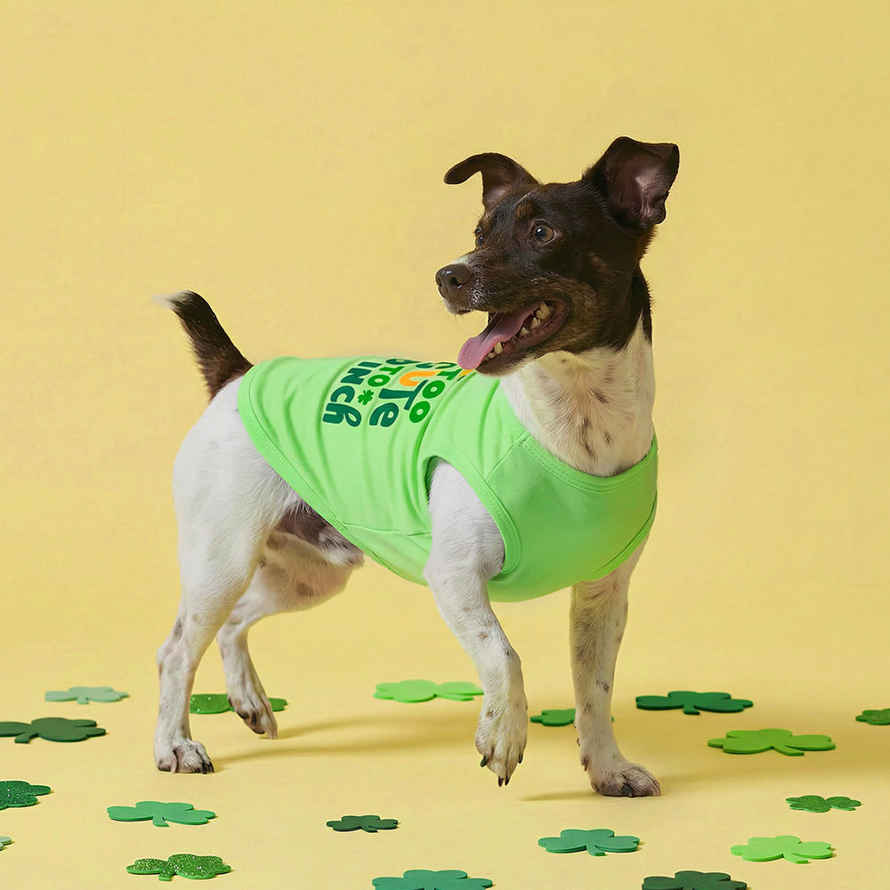 Dog wearing a St. Patrick's Day dog shirt with shamrock pattern on a yellow background