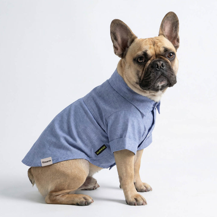 French Bulldog dressed in a lightweight linen dog t shirt with classic collar design