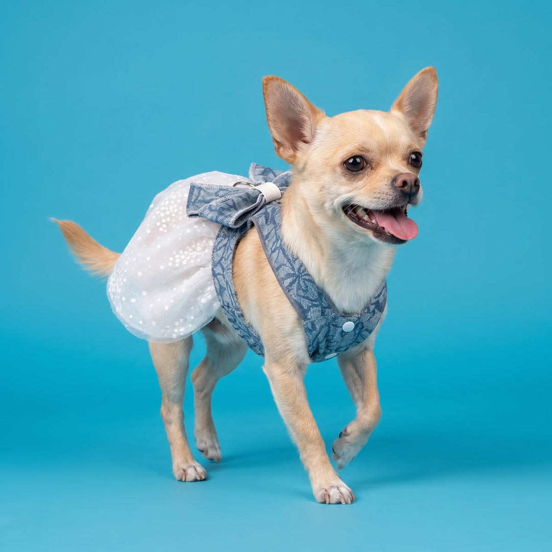 Chihuahua walking on a blue background and wearing a denim dog summer dress