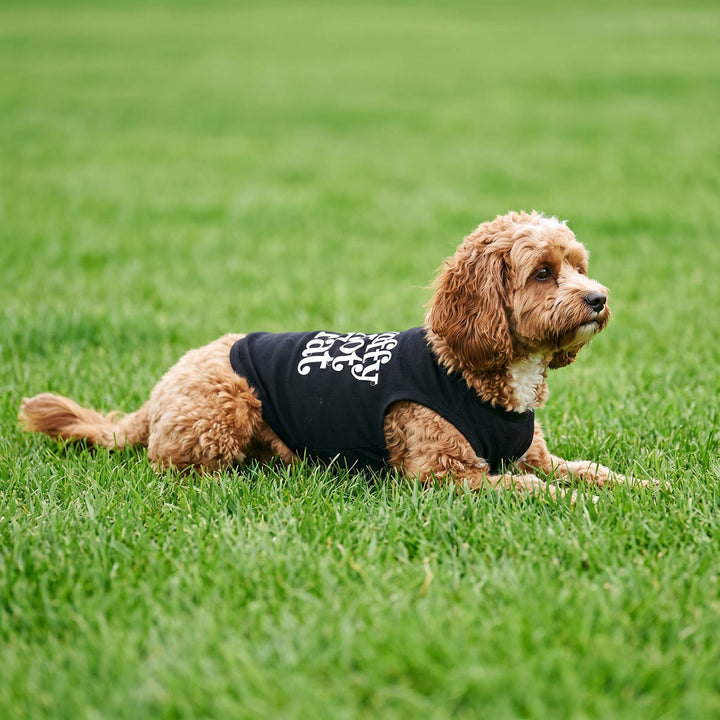 Small dog lying on the grass in a humorous Fluffy not Fat dog t-shirt