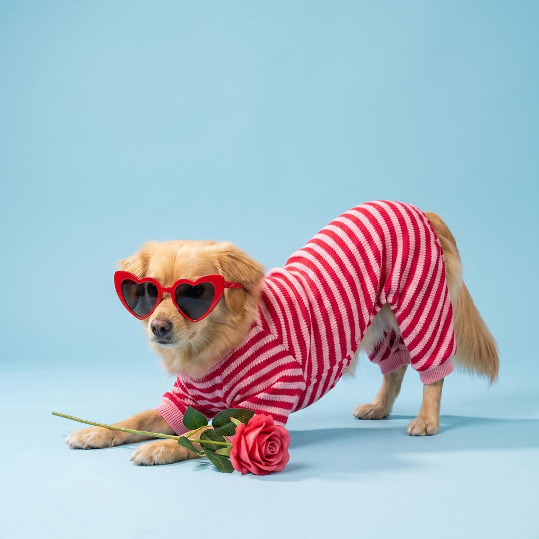 Small tan dog wearing a red and white striped dog pjs and red heart-shaped sunglasses, posed on a light blue studio background with a pink rose on the floor