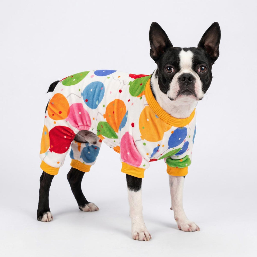 Dog dressed in colorful balloon dog pjs for birthday celebration