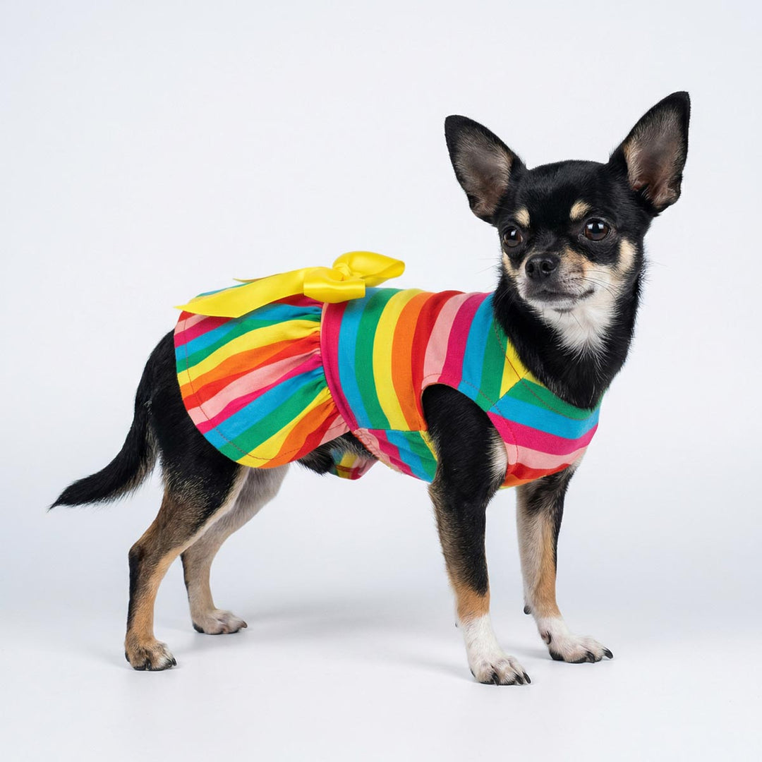 Dog dress featuring rainbow stripe pattern and back bow on small Chihuahua
