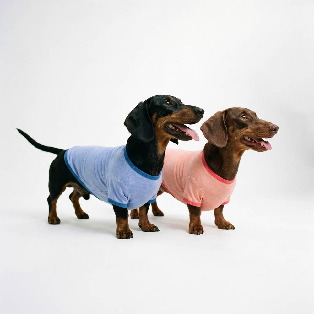 Two dachshunds wearing blue and orange shirts for dogs on a white background