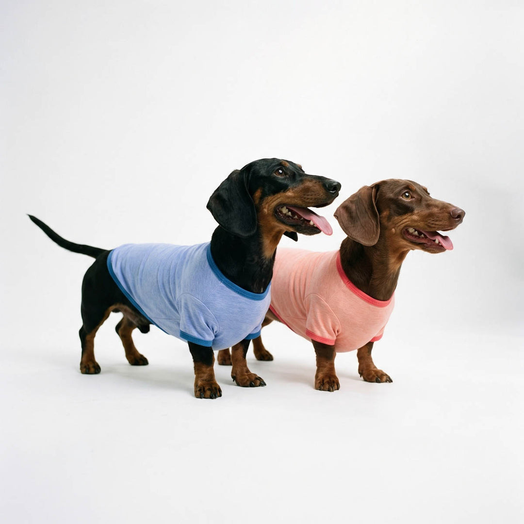Two dachshunds modeling blue and peach solid color dog shirts with contrast trim, 3-pack.