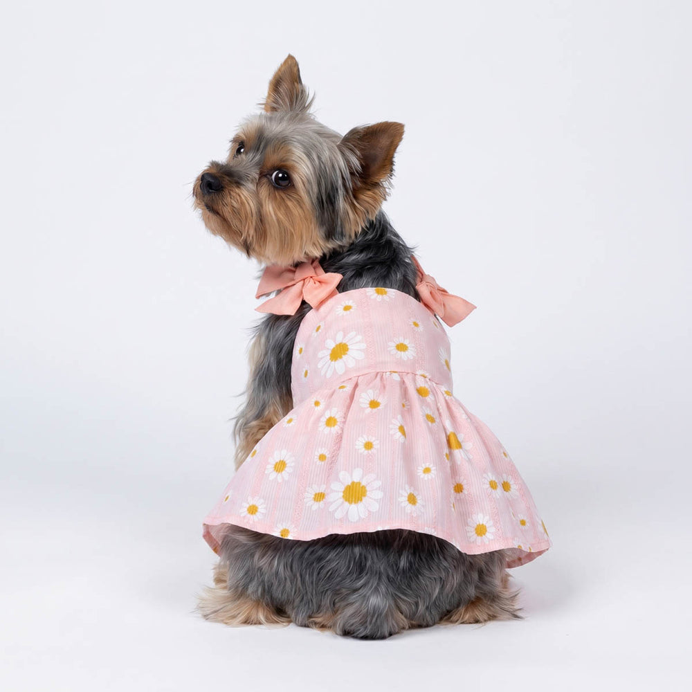 Back view of Yorkie in a pink daisy dress for dogs