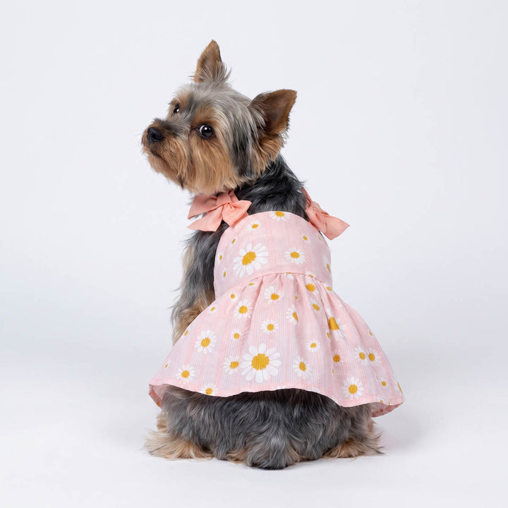 Back view of Yorkie in a pink daisy dress for dogs