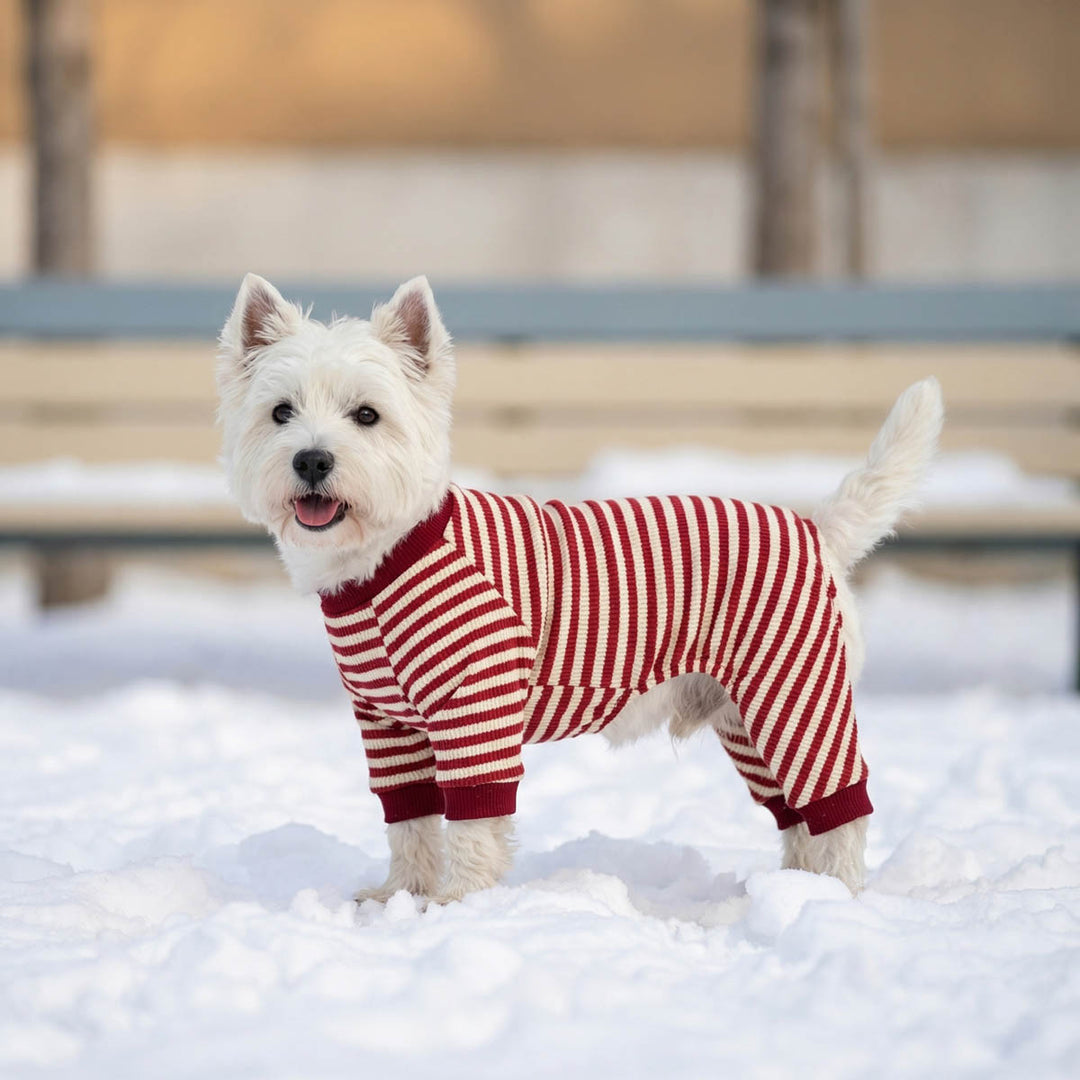 Westie wearing a cozy dog striped ps and standing on the snow