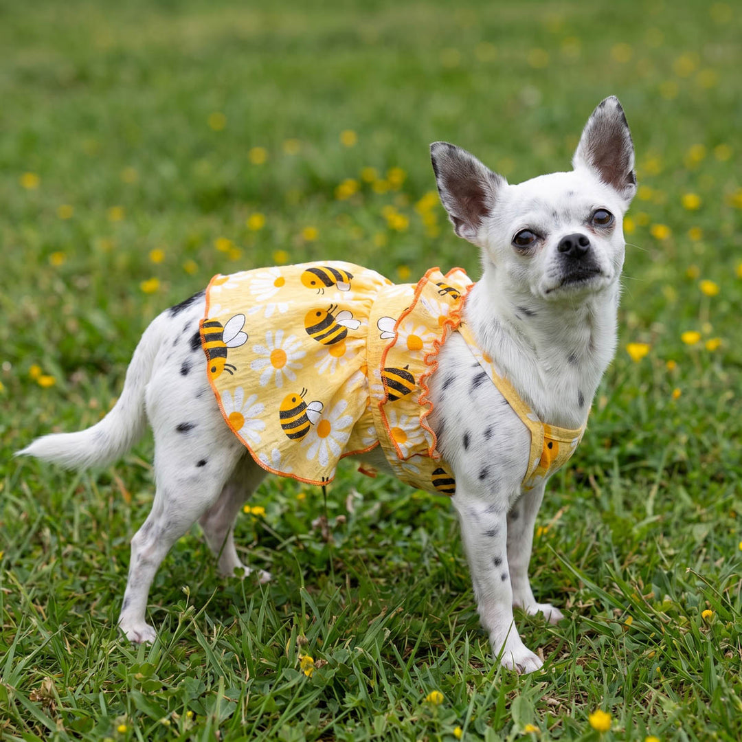 Small dog wearing a yellow dress for dogs with bee pattern on grass