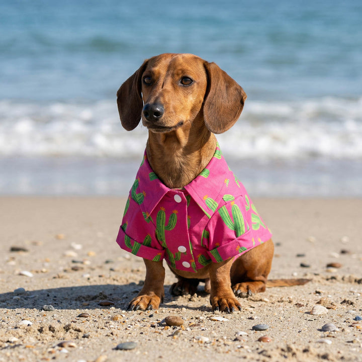 Dachshund wearing a pink cactus shirt for dogs on a beach