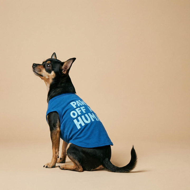 Chihuahua sitting in a beige background with a 'Paws off my human' funny dog t-shirt