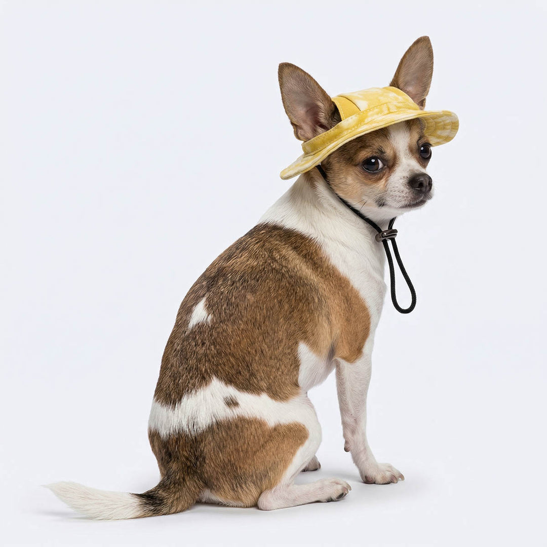 Chihuahua wearing a yellow dog hat and sitting