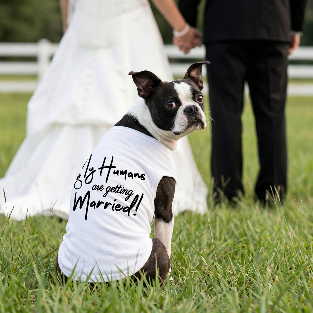 Boston Terrier wearing a wedding theme dog t-shirt in a outdoor wedding background