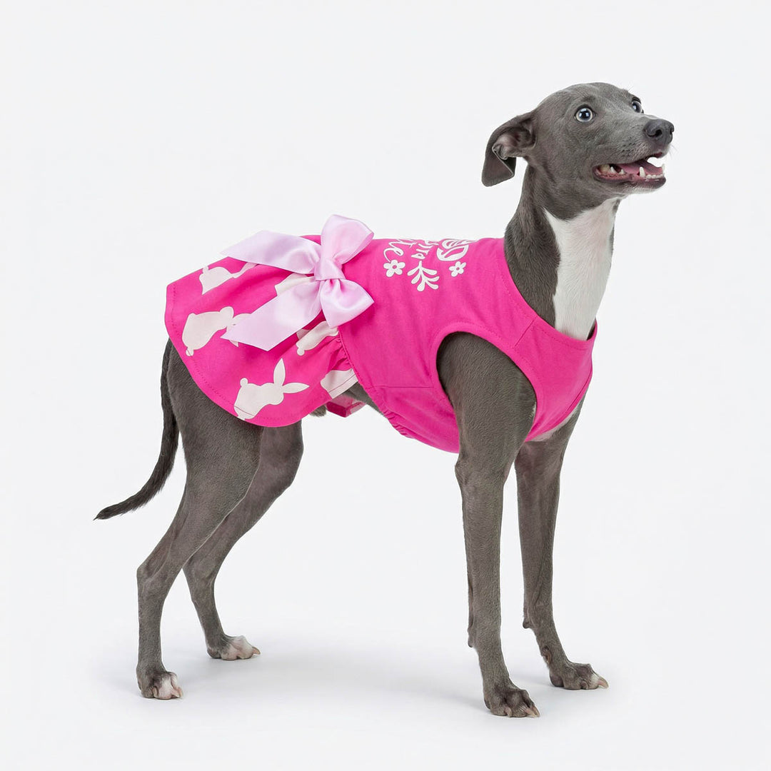 Dog modeling Easter bunny dog dress with bunny print and cute lettering