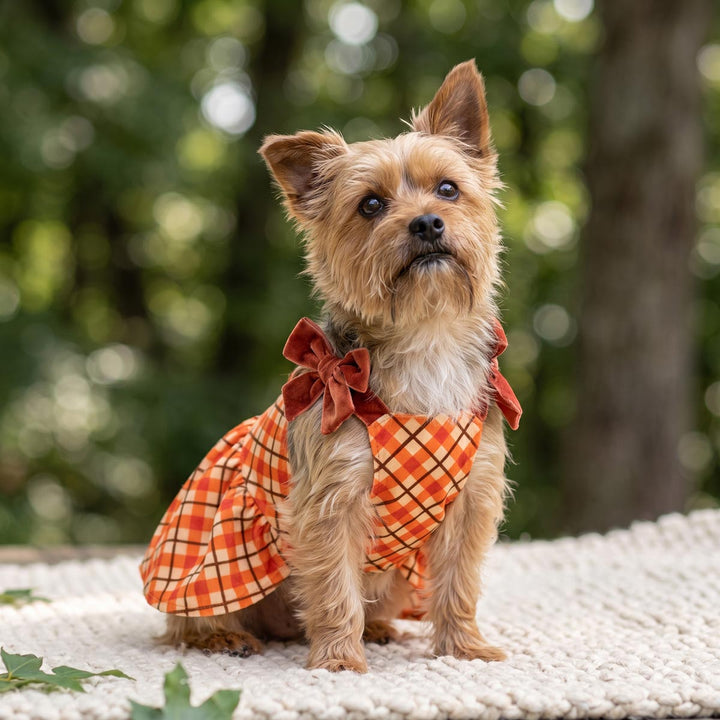 Small tan dog wearing an orange and black plaid dress for dogs with a matching bow, sitting on a white textured blanket outdoors with a blurred green forest background