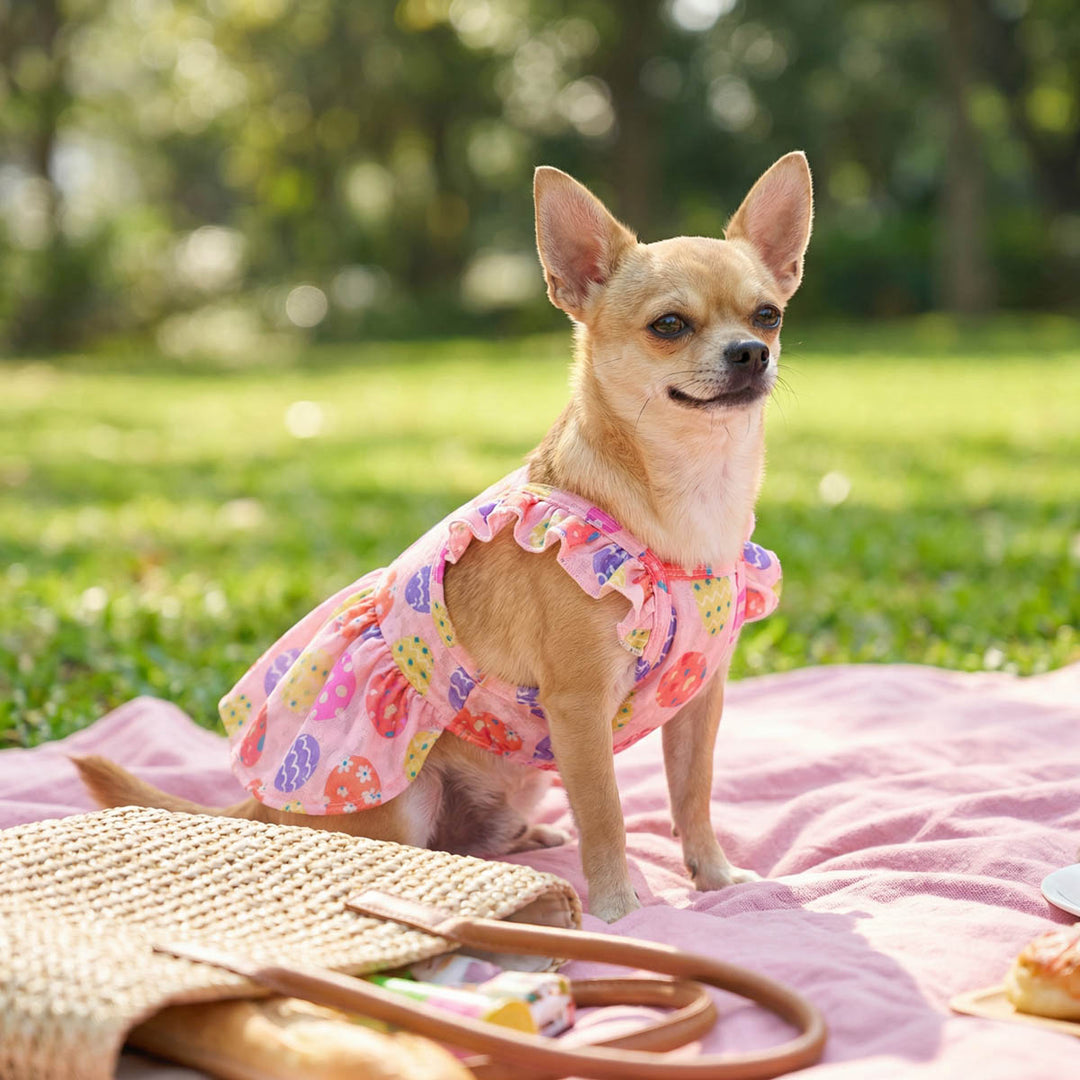 Small dog wearing a pink Easter dress for dogs and sitting on a pink blanket in a park