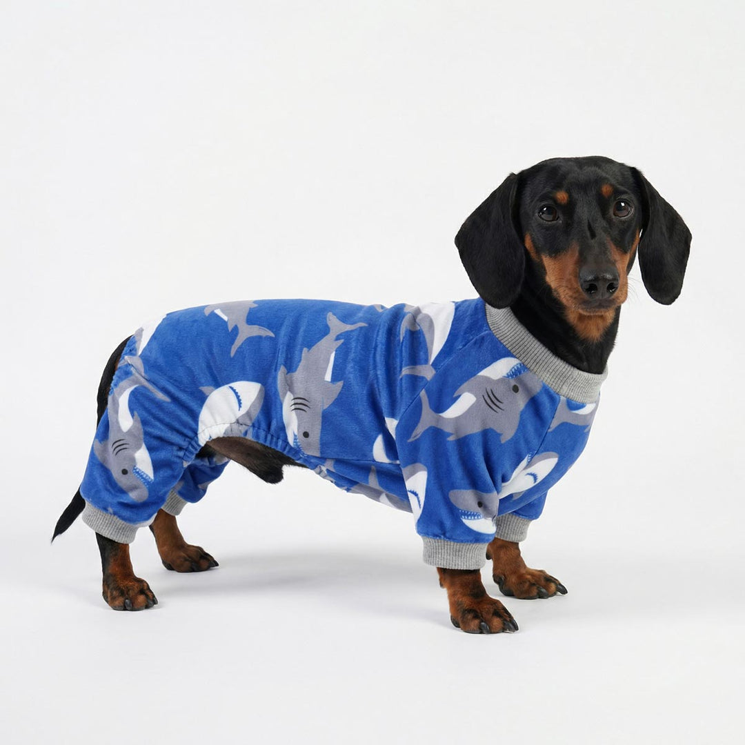 Cute dachshund in cozy shark pajamas for dogs on clean background
