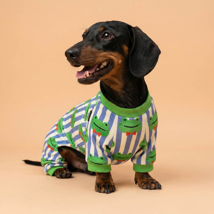 Dachshund wearing a striped onesie for dogs with frog patterns on a beige background