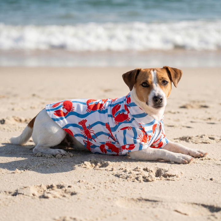 Small dog lying on the beach and wearing a Hawaiian striped dog tshirt