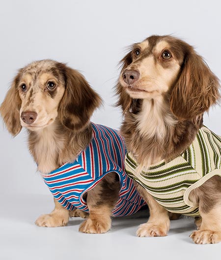 Dachshunds in Waffle Stiped Dog Shirt - Fitwarm Dog Clothes