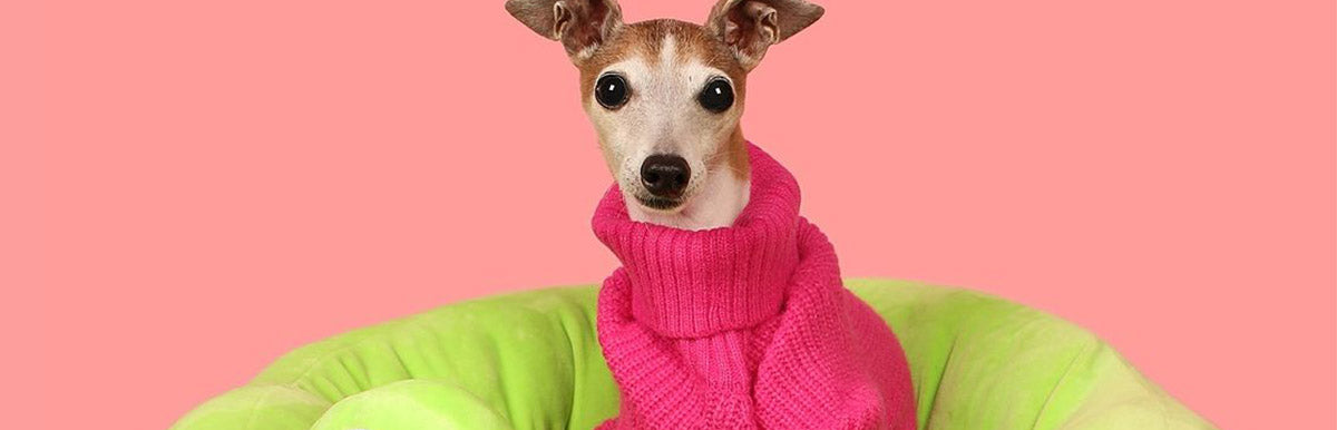 Italian Greyhound Clothes - Italian Greyhound Sweater, Pajamas & Coat - Fitwarm