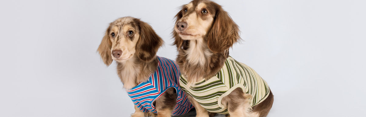 Dachshund in Striped Dog Shirts - Fitwarm Dog Clothes