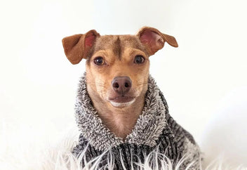 Why Do Dogs Lick You? Unraveling the Canine Mystery – Fitwarm
