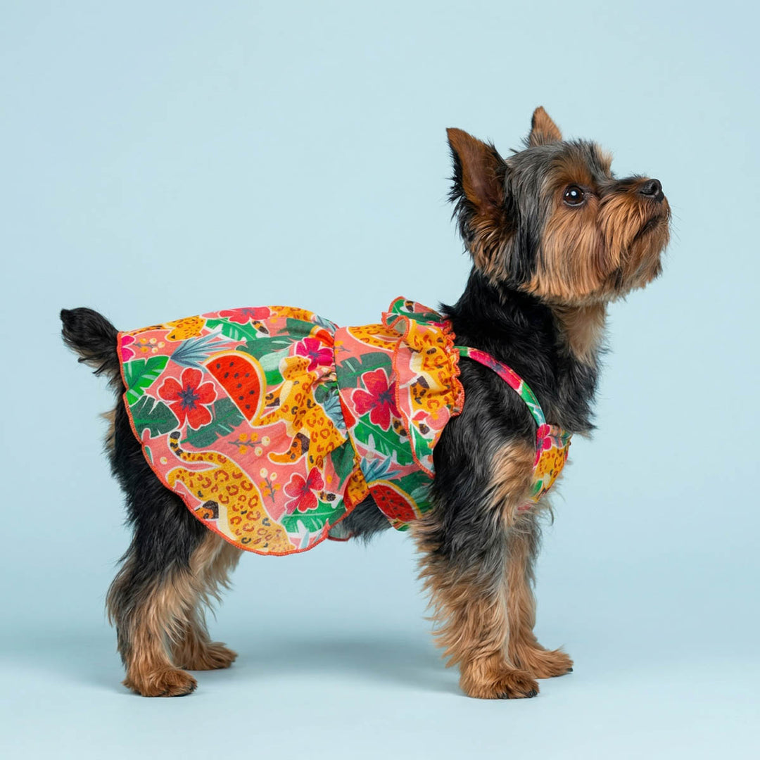 Dog Hawaiian dress on a small Yorkie in a blue background