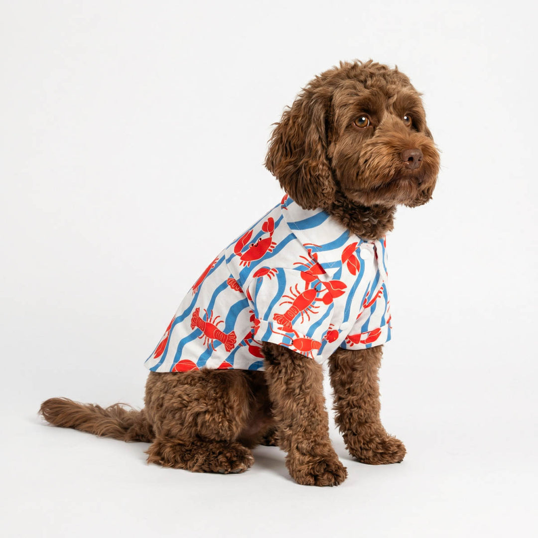Curly haired dog sits on the ground with a dog Hawaiian shirt with crab and lobster prints