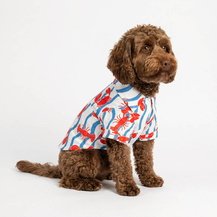 Curly haired dog sits on the ground with a dog Hawaiian shirt with crab and lobster prints
