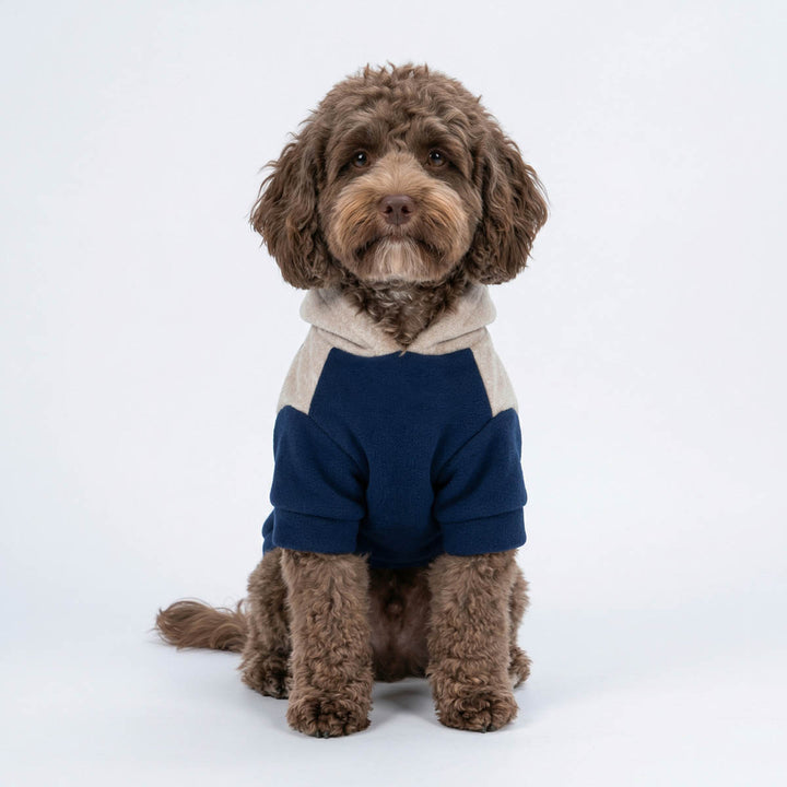 Poodle wearing a blue dog sweatshirt and sitting on the ground