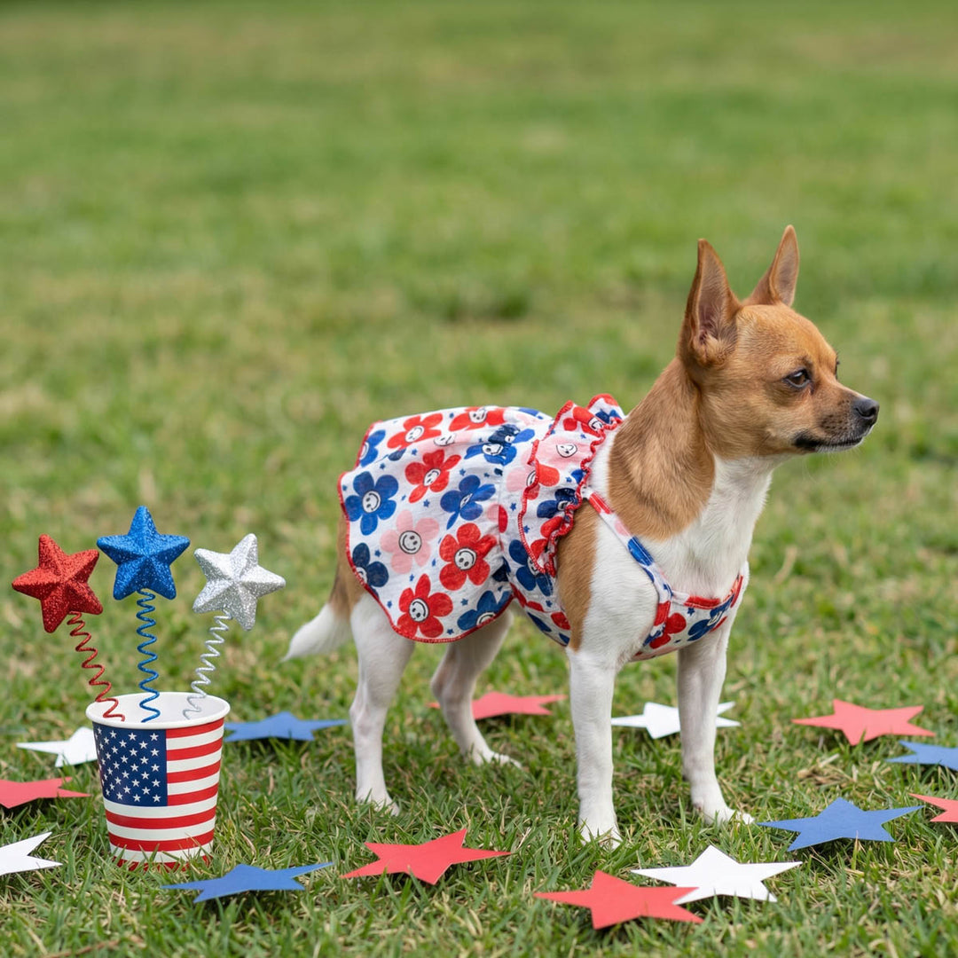 Dog wearing a dog patriotic dog dress standing on grass with patriotic decorations