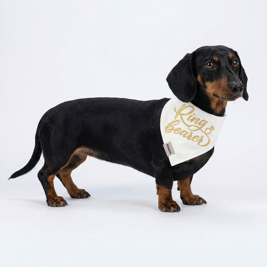 Dachshund wearing a 'Ring Bearer' bandana on a white background