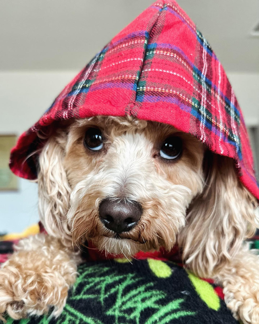 Cavapoo in a Red and Green Plaid Dog Hoodie - Fitwarm Dog Clothes