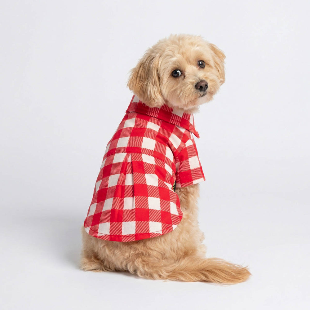 Small dog in a Gingham plaid dog shirt and look back