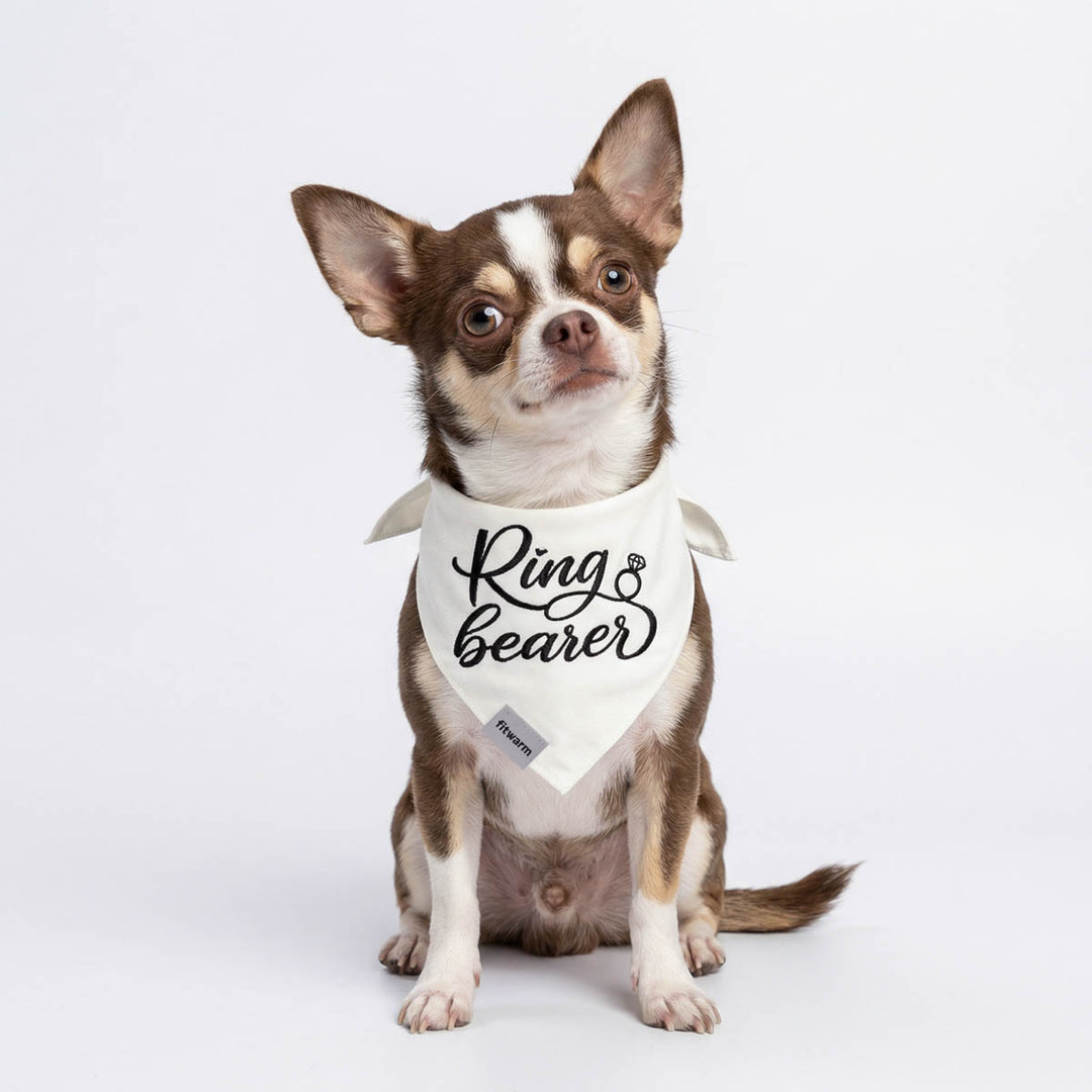 Small dog wearing a 'Ring Bearer' bandana on a white background