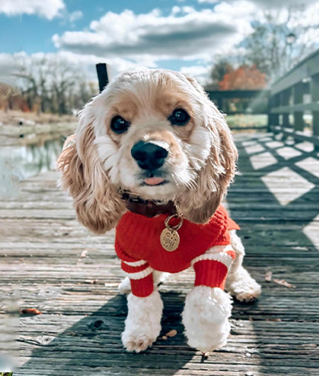 Dog Clothes for Cockapoo - Fitwarm