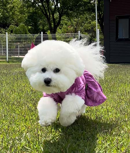 Dog Clothes for Bichon - Fitwarm Dog Clothes