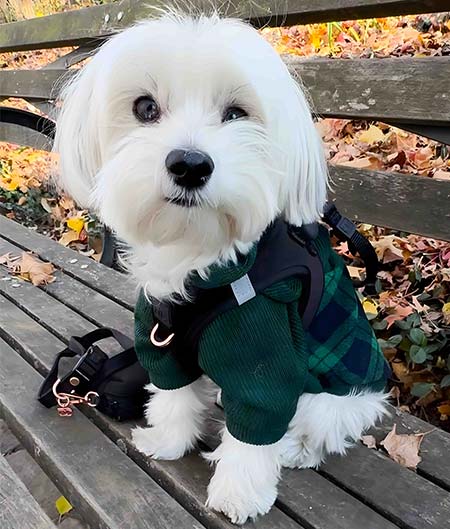 Dog Clothes for Morkie - Fitwarm