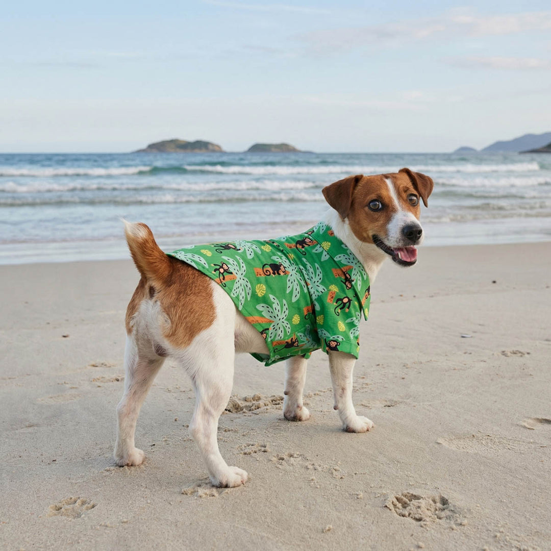 Jack Russell walking on the beach with a Hawaiian dog tshirt