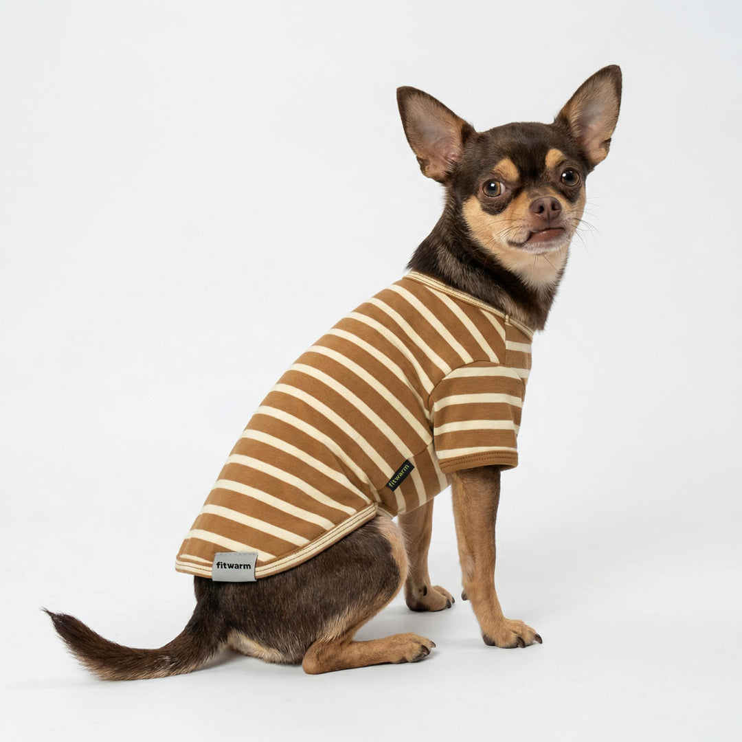 Chihuahua in a brown striped shirt for dogs