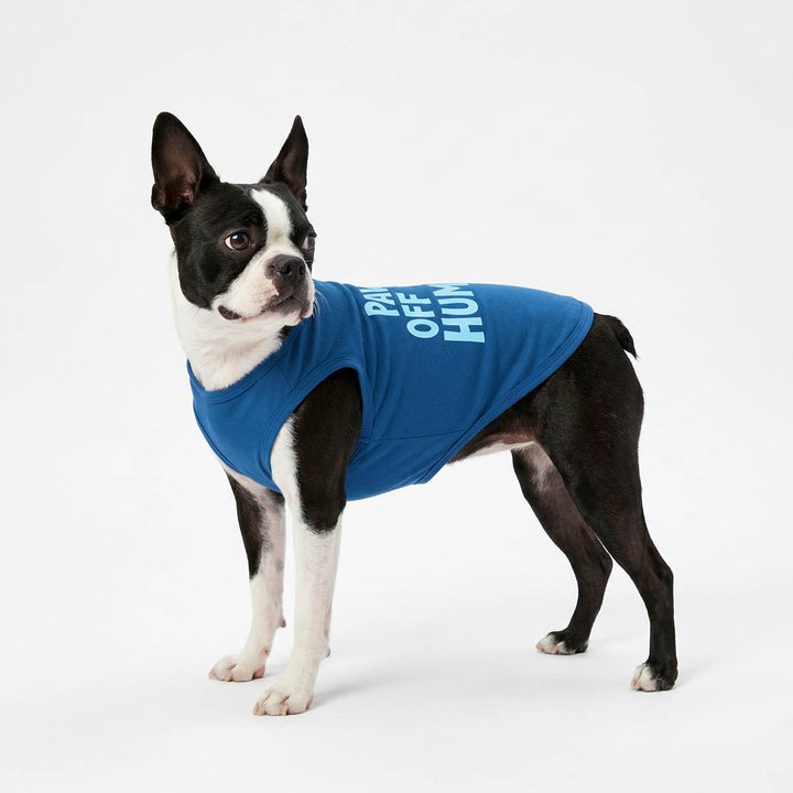 Boston Terrier standing in a white background with a blue dog tank top