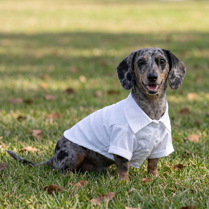 Dachshund wearing a white shirt for dogs and sitting on the grass