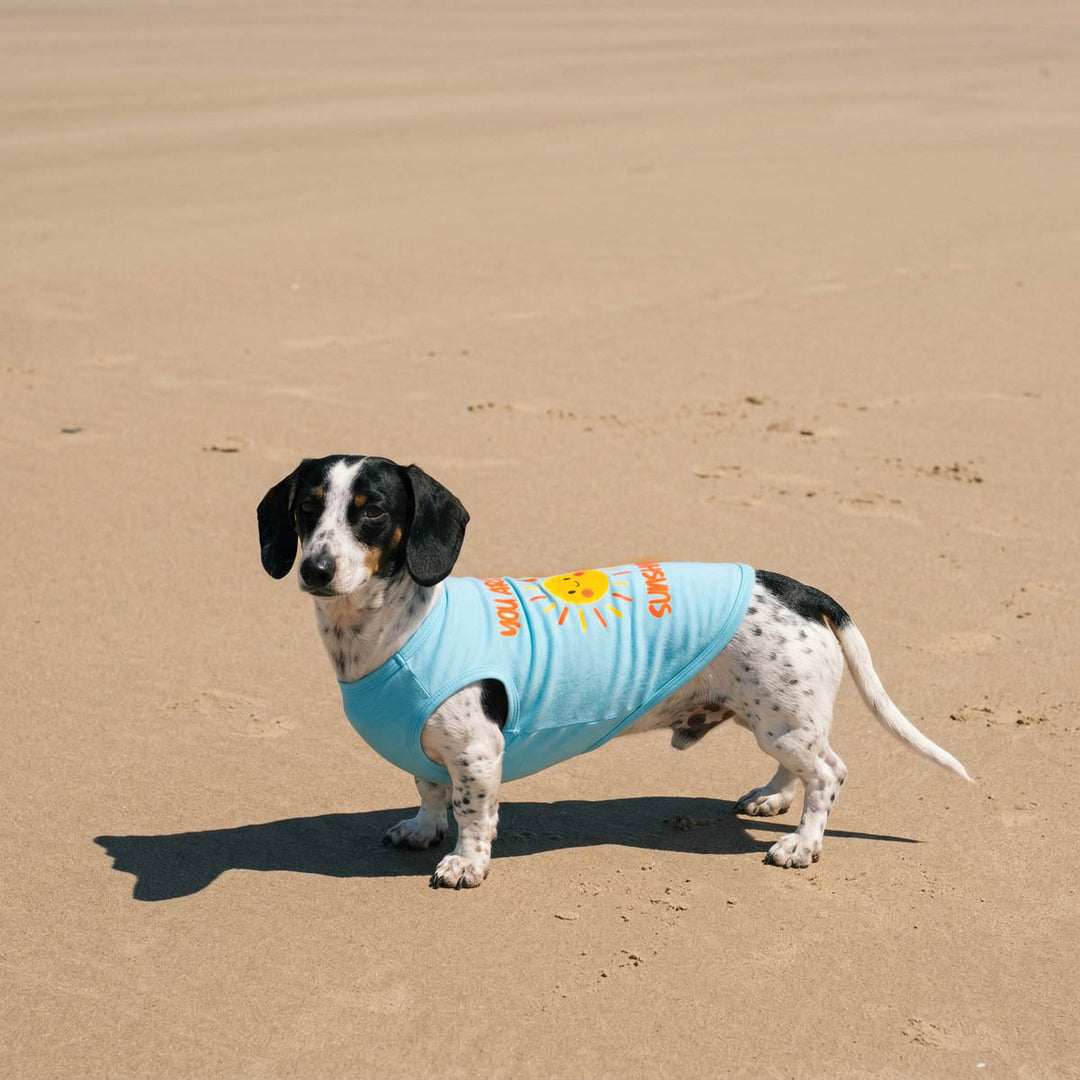 Dachshund wearing a lightweight dog shirt with sun prints and 'You are my sunshine' lettering