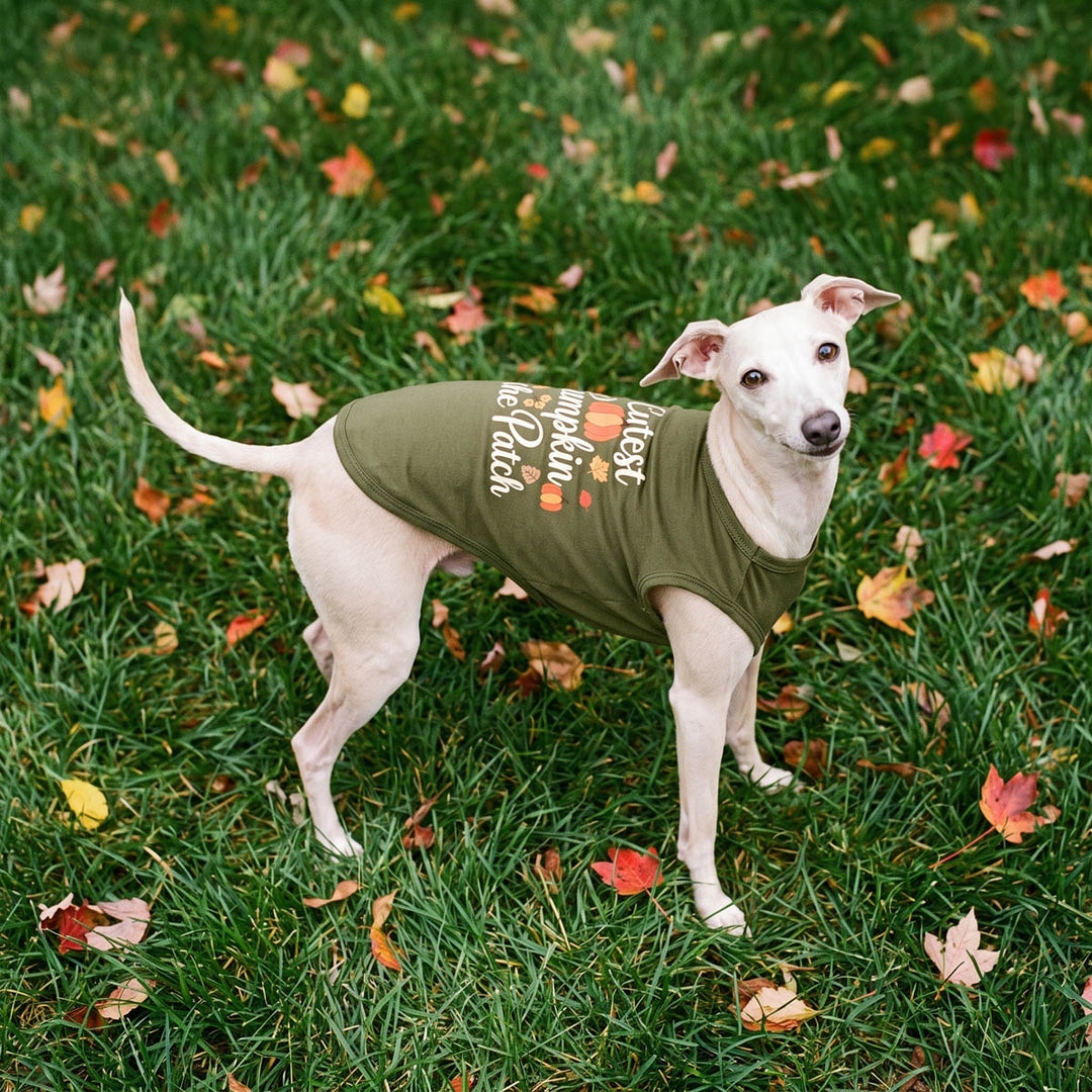 White dog standing on green grass scattered with autumn leaves, wearing an olive green dog tshirt with a 'Cutest Pumpkin in th Patch' lettering
